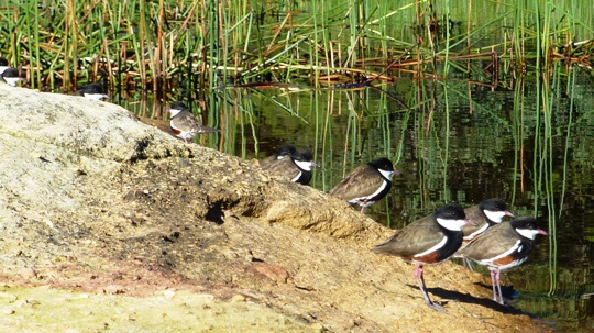 Wollemi National Park